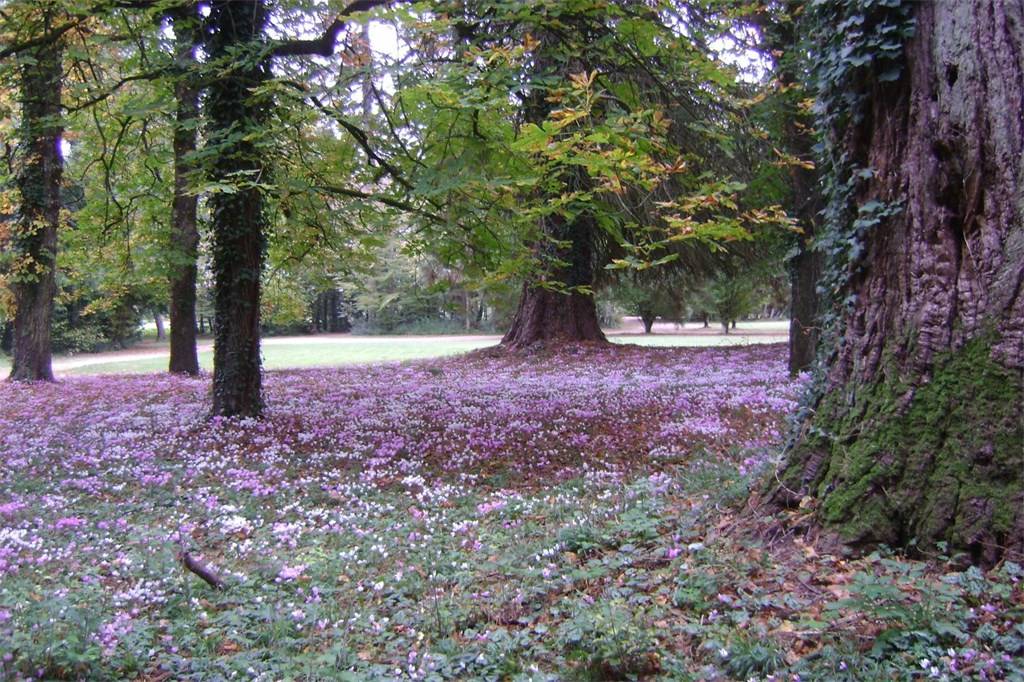 Whispers of the Loire: A Restored 18th-Century Château in Nature’s Embrace - 5