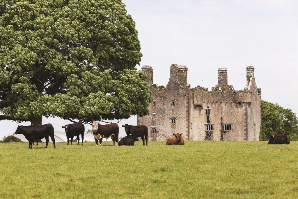 Killaleigh: A 16th-Century Gaelic Castle Awaiting Its Renaissance